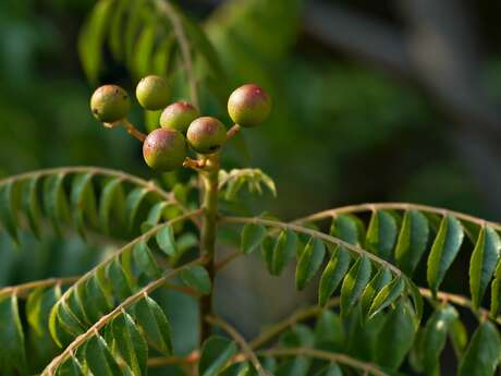 Expositions "Les plantes médicinales en Bretagne" et "Des plantes qui vous veulent du bien"