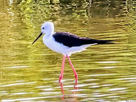 Observation des oiseaux