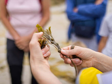 Sortie botanique : Algues et des plantes