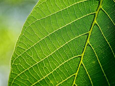 Sortie nature « De plumes et d’eau »