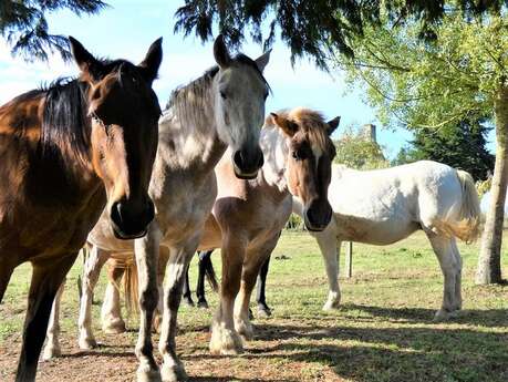 Les Chevaux du Vent - La Claie des Landes