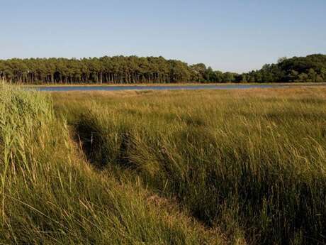 Forêt et pointe du Listoir