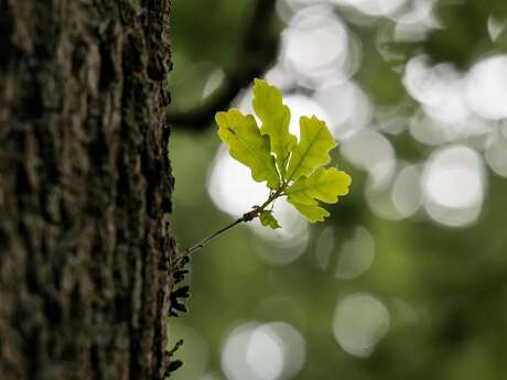 A la rencontre des arbres