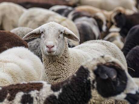 Fête du mouton