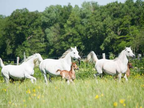 Journée  Haras de la Chataignière et repas