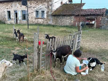 Éveil et Merveilles à la Ferme avec Les Sabots de Laine
