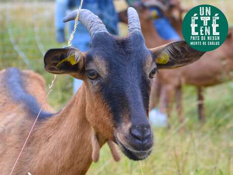 À la rencontre des producteurs - La chèvrerie d'Anne Paraud