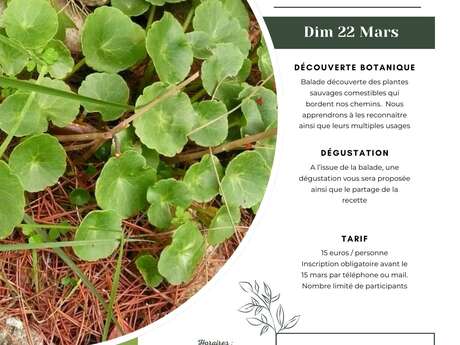 Atelier Plantes sauvages comestibles