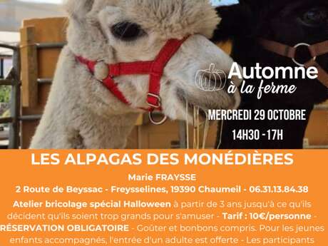 Automne à la ferme - Les Alpagas des Monédières