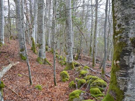 Chemin du Bois d'Amont