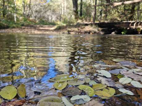 La randonnée de la forêt