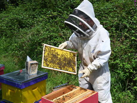 Rencontres avec nos amies les abeilles