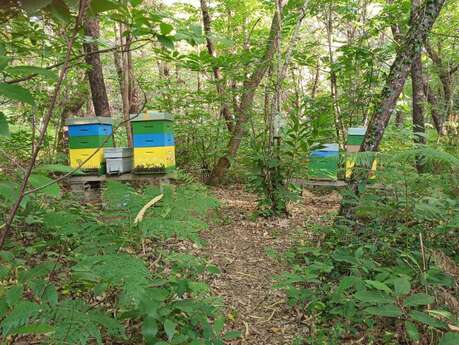 SEMAINE DE LA BIODIVERSITÉ - Portes ouvertes de l'association "l'abeille est dans le pré" à Val-de-Livenne