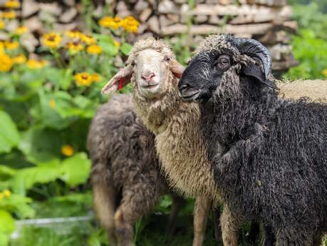 La ferme de Maillofargueix – La biodiversité par l’éco pâturage