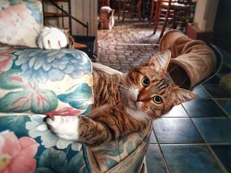 Once Upon a Cat