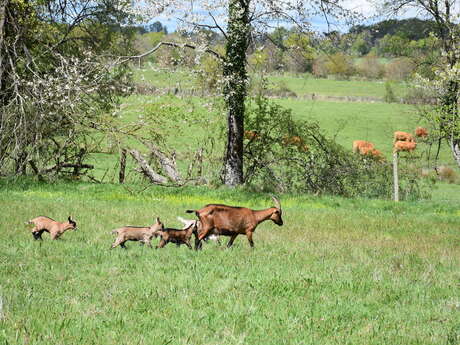 Venez buller avec les chèvres