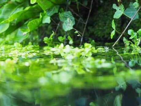 Découvrir l'hydrologie régénérative