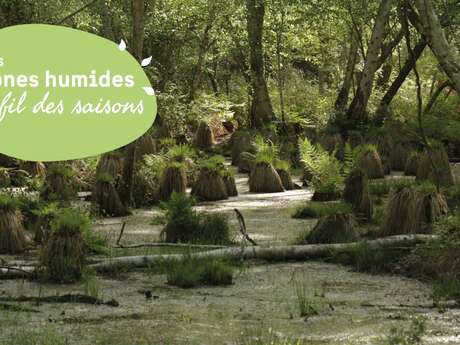 Découverte d'une forêt humide