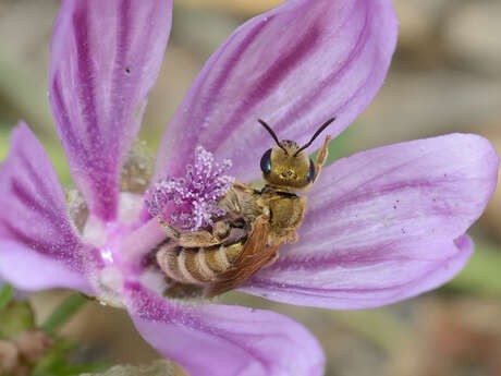 Films & conférence sur les abeilles sauvages
