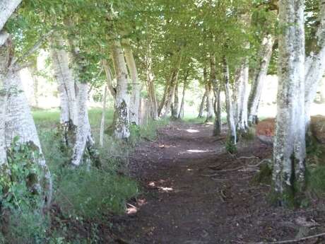 Variante par Nouailhaguet - Sentier de Meilhac