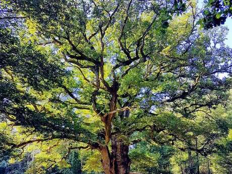 Circuit pédestre n° A4 Du Gros Chêne au Château de Sazeirat