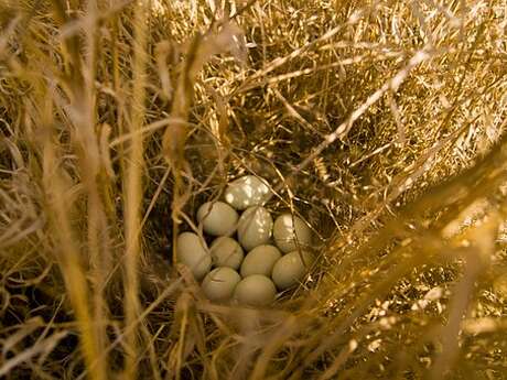 Chasse aux œufs de Pâques