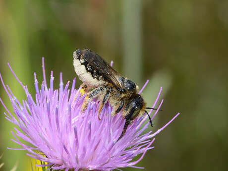 Les rendez-vous de la biodiversité