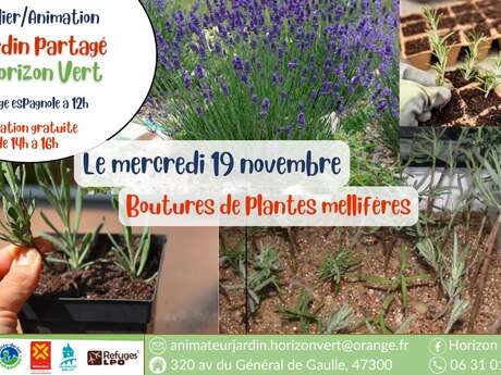 Atelier boutures de plantes mellifères