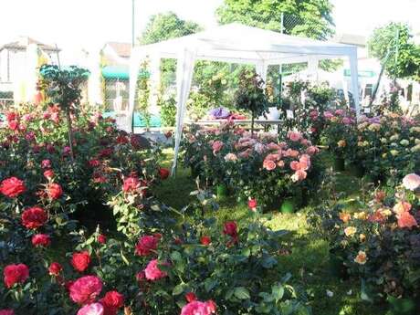 Fête de la Rose