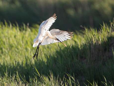 Sortie Natura 2000 "Les 4 Fantastiques" : A la découverte des oiseaux migrateurs