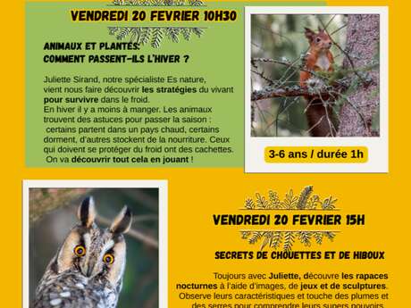 Secrets de chouettes et de hiboux