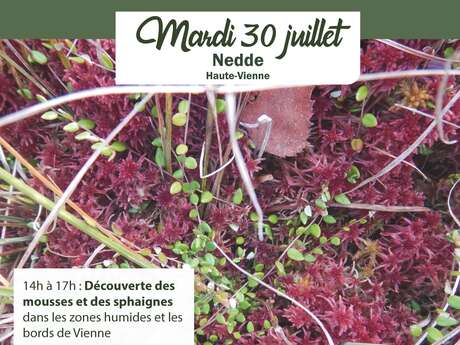 Découverte des mousses dans les zones humides