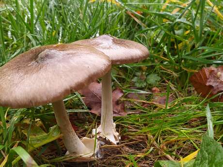 Inventaire des champignons