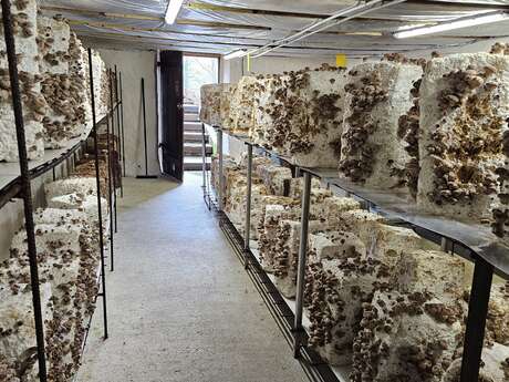 Champignons de Gaudeix