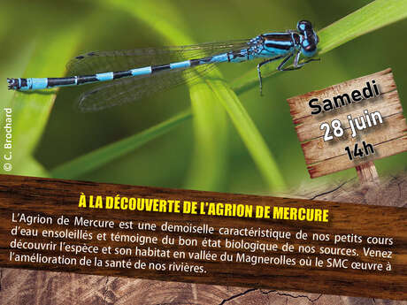 Sortie nature : À la découverte de l'Agrion de Mercure