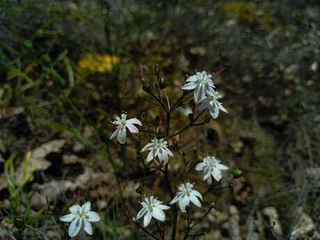 A la recherche du Siméthis à feuilles planes