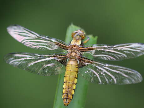 Ciné-débat sur les libellules