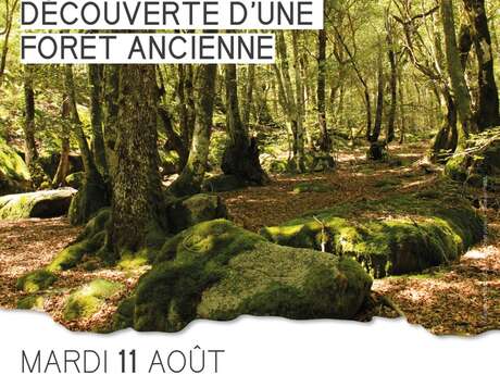 Découverte d'une forêt ancienne