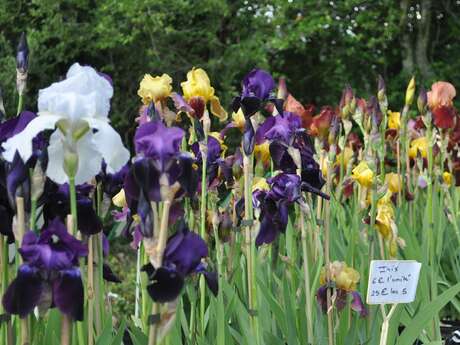 Days of spring plants