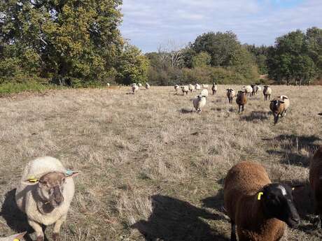 La ferme du bout du chemin - Agneaux à l'herbe sans céréales ni granulés