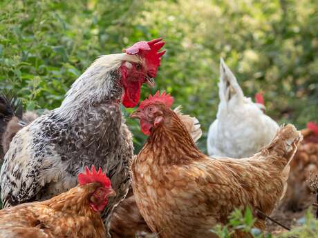 La ferme des Genêts - certifiée AB