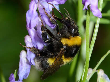 En quête des insectes pollinisateurs !