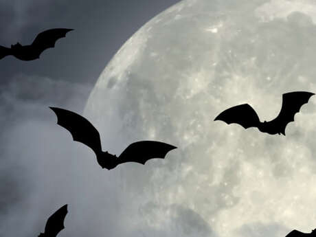Nuit de la chauve-souris