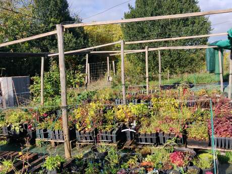 Atelier d'initiation à la greffe d'arbres fruitiers