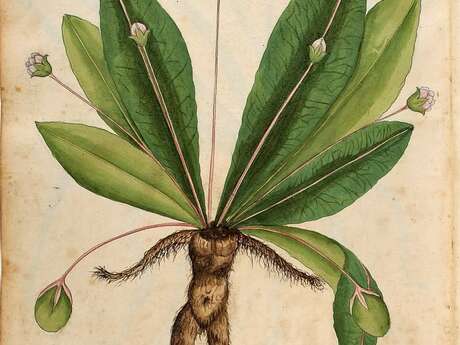 Atelier de dessin - Marginalia Planthumaines