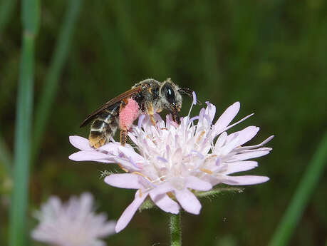 Abeilles & fleurs des champs