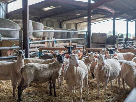 Visite de la Ferme Périvier : traditions et terroir