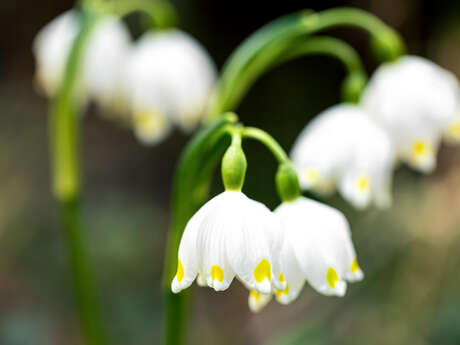 Atelier : Mon muguet porte bonheur