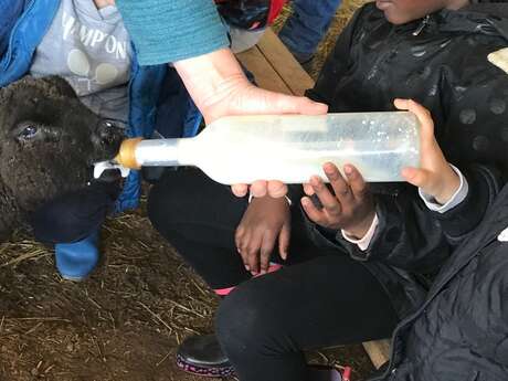 S'occuper des animaux et apprendre le feutre de laine