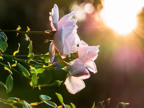 Atelier : Taille des rosiers
